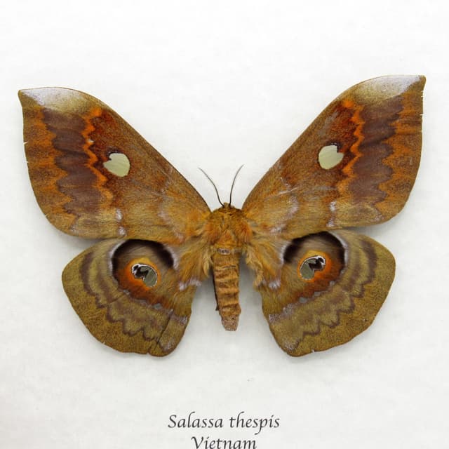 Rare Giant Saturn moth framed taxidermy - Salassa thespis - large female - minor damage/repair