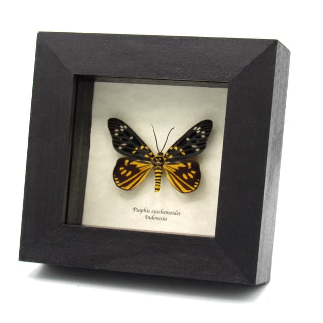 Rare yellow metallic Day Moth framed taxidermy - Psaphis euschemoides