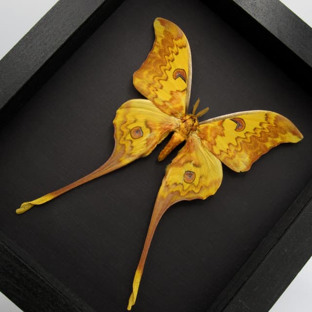 Rare Giant Moon moth framed taxidermy - Actias groenendaeli acutapex