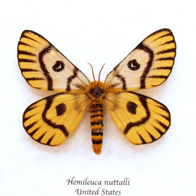 Real rare Sheep moth framed taxidermy - Hemileuca nuttalli - female