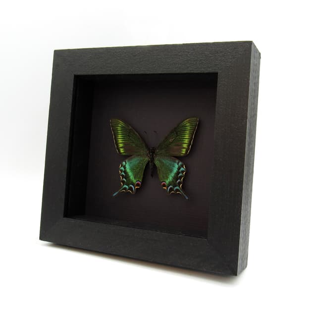 Real Alpine Black Swallowtail framed taxidermy - Papilio maackii - spring form