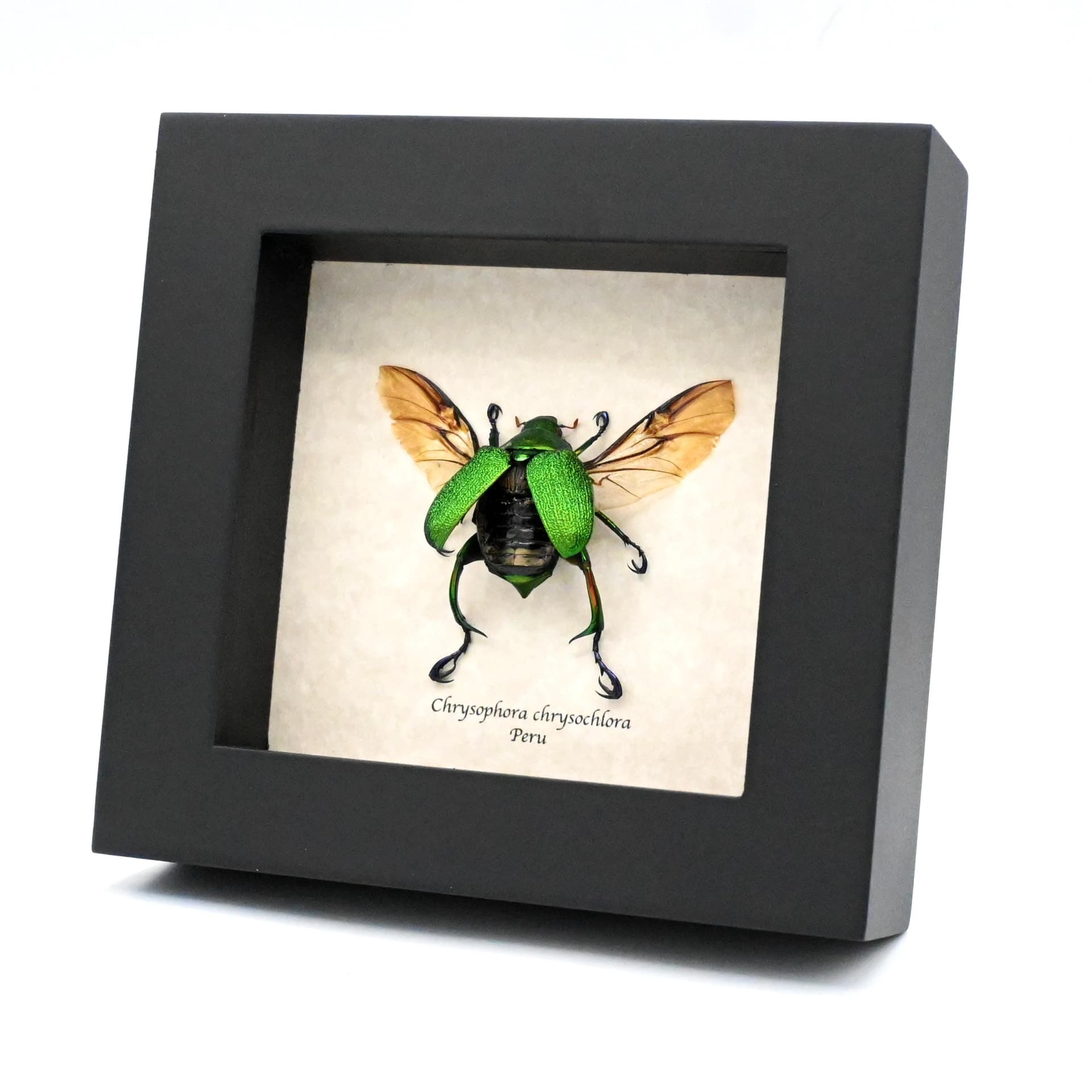 Real metallic green Frog Scarab beetle framed taxidermy - Chrysophora chrysochlora