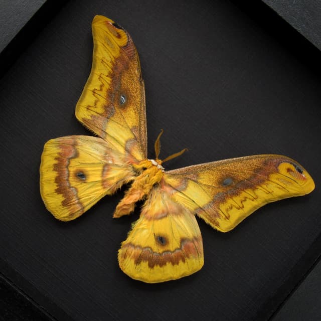 Rare Squeaking Silkmoth framed taxidermy - Rhodinia fugax
