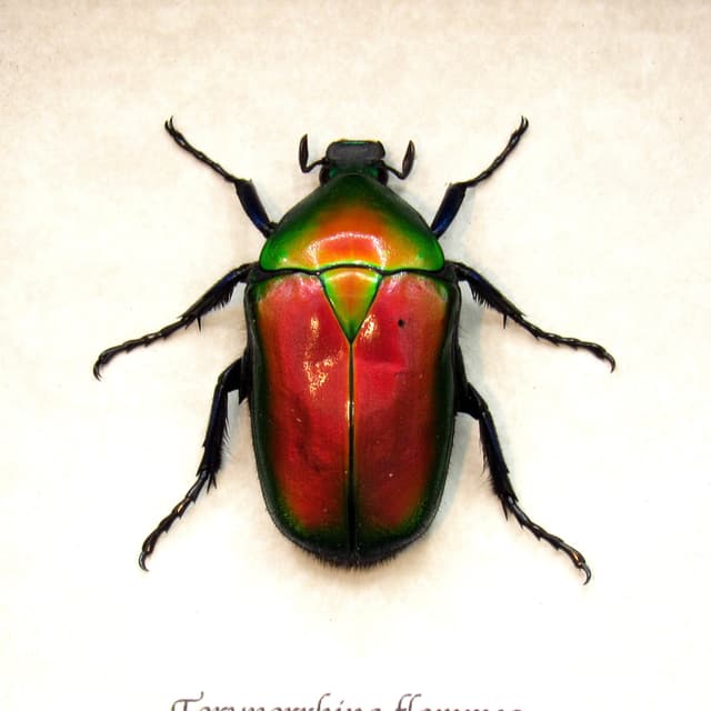 Real red Scarab beetle framed taxidermy - Torynorrhina flammea