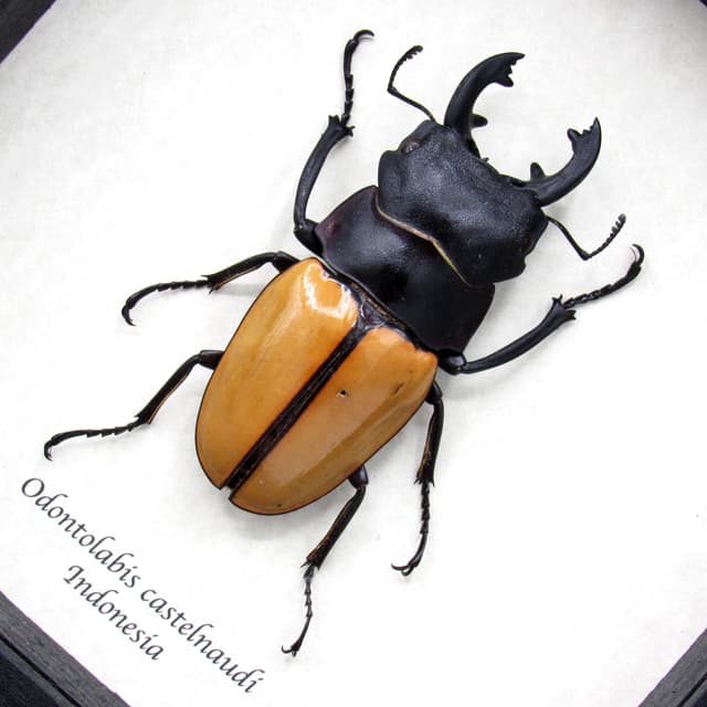 Real Giant Stag Beetle framed taxidermy - Odontolabis castelnaudi