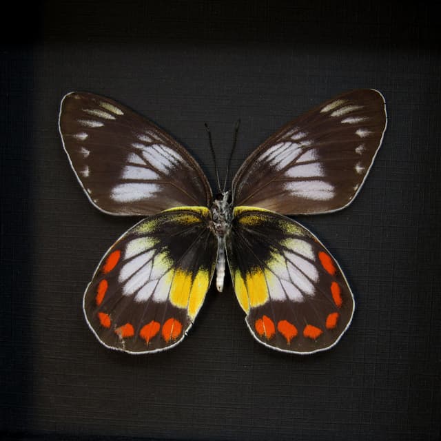Rare Delias butterfly framed taxidermy - Delias mitisi bangiensis - female