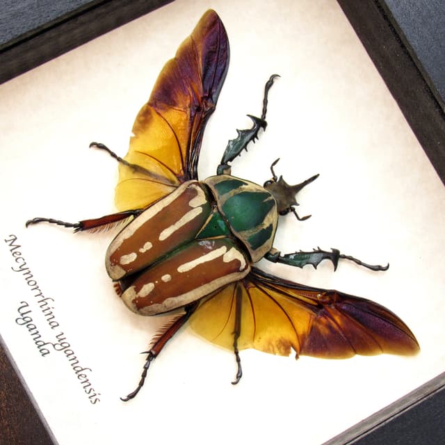 Large real Scarab beetle framed taxidermy - Mecynorrhina ugandensis