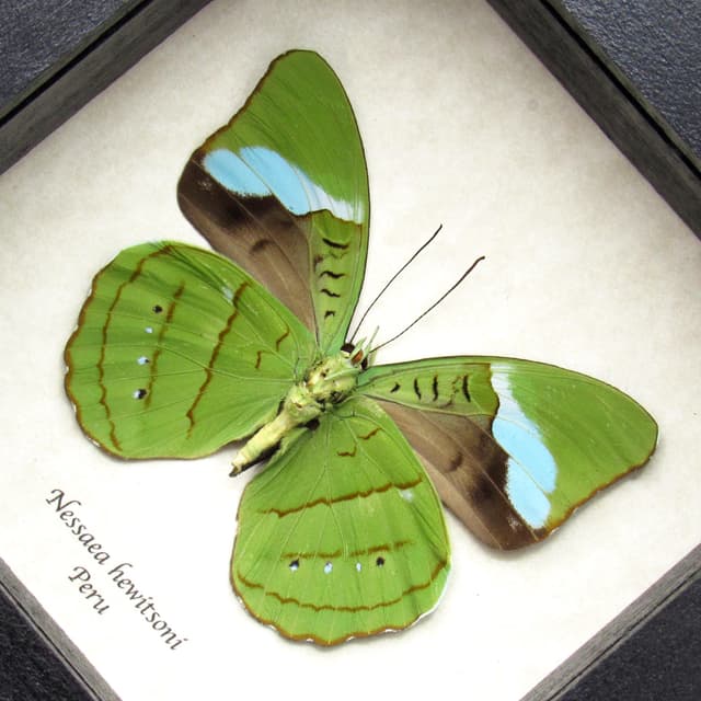Real Green Olivewing butterfly framed taxidermy - Nessaea hewitsoni