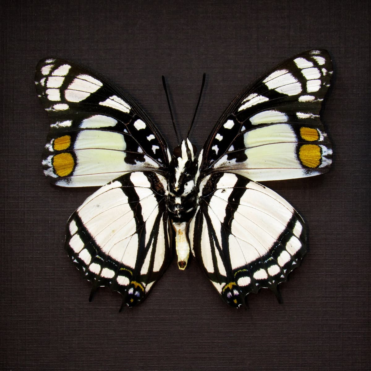 Real White Charaxes butterfly framed taxidermy - Charaxes nobilis