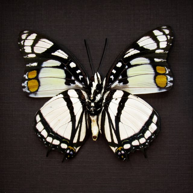 Real White Charaxes butterfly framed taxidermy - Charaxes nobilis