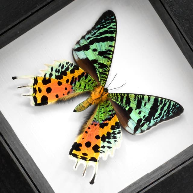 Real Rainbow Sunset moth framed taxidermy - Urania ripheus