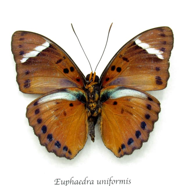 Real Forester butterfly framed specimen - Euphaedra uniformis