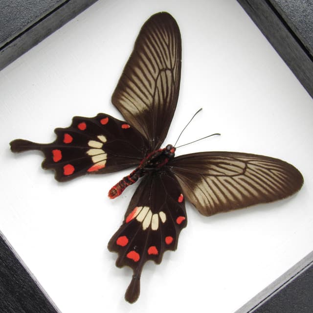 Real Common Rose butterfly framed taxidermy - Pachliopta aristolochiae