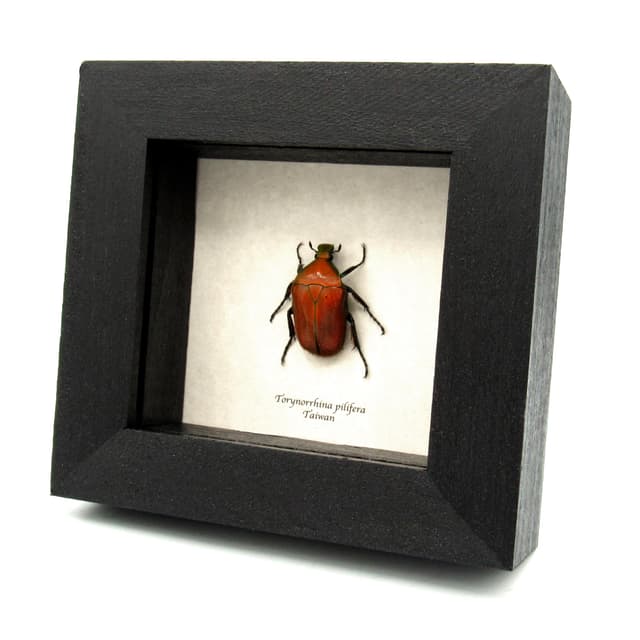 Real red Scarab beetle framed taxidermy - Torynorrhina pilifera