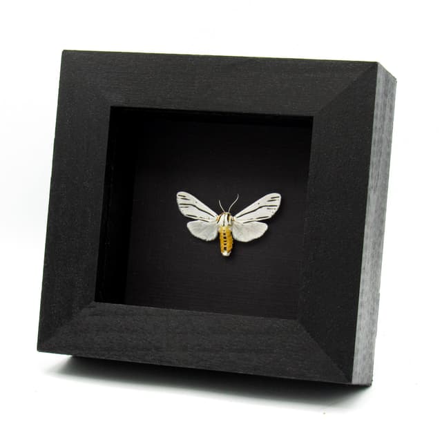 Real Clio Tiger moth framed taxidermy - Ectypia clio
