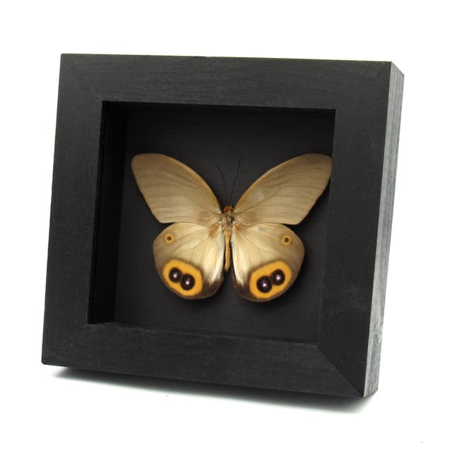 Large Diana Owl butterfly framed specimen - Taenaris diana leto - female