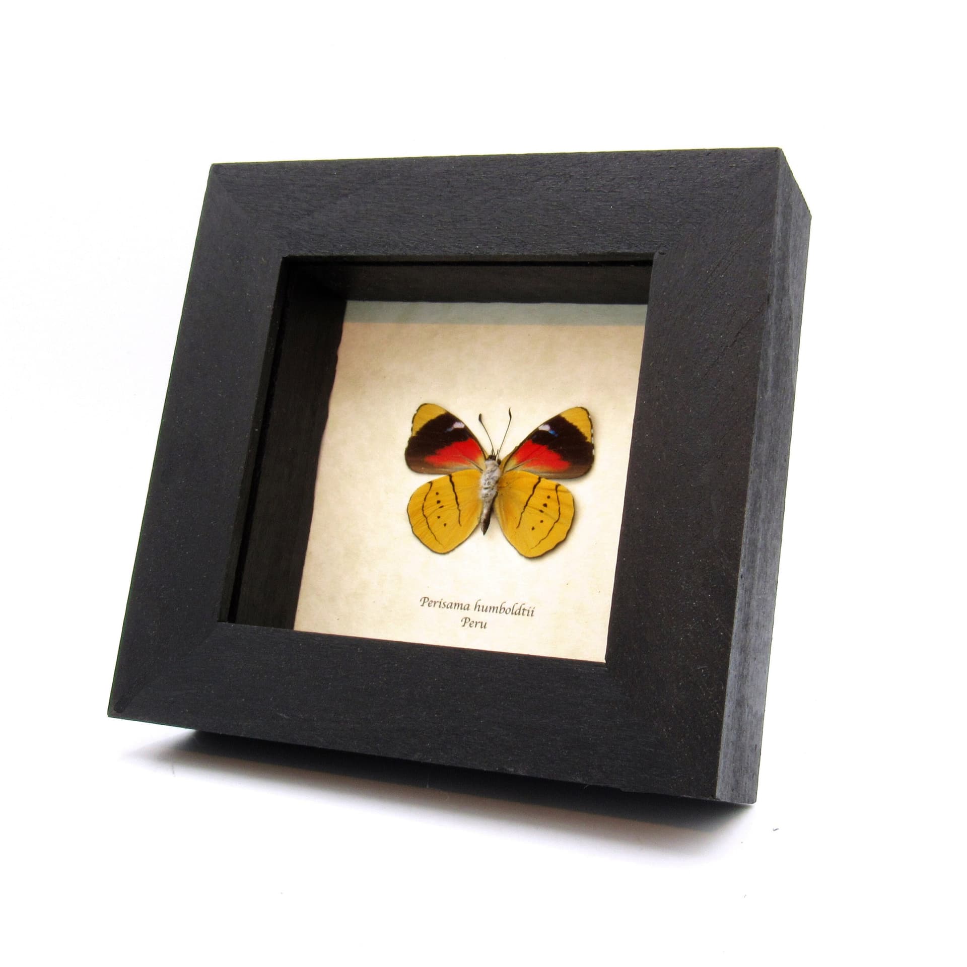 Real yellow butterfly framed taxidermy - Perisama humboldtii