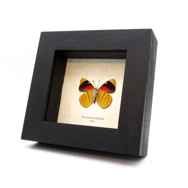 Real yellow butterfly framed taxidermy - Perisama humboldtii