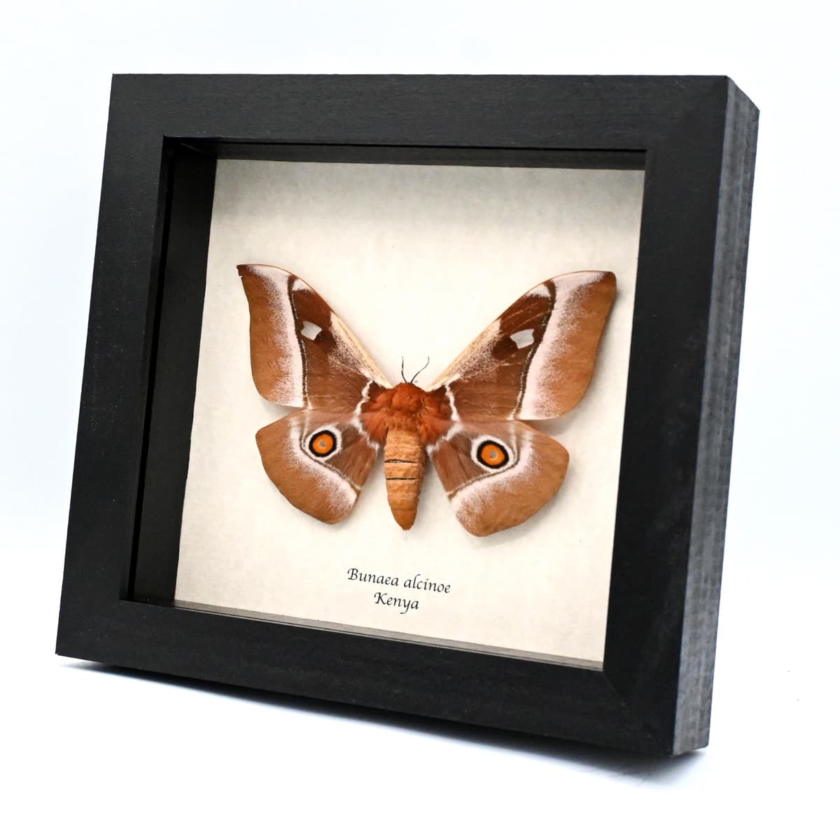 Real Pink African Emperor moth framed taxidermy - Bunaea alcinoe - female