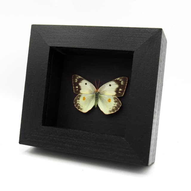 Real White Sulphur butterfly framed taxidermy - Colias eurytheme - female