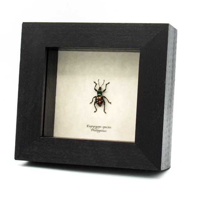WEEVIL MANIA!  Real pink beetle framed taxidermy - Eupyrgops species