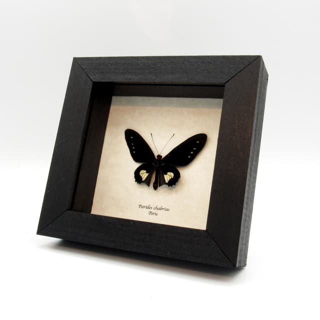 Rare black Cattleheart butterfly framed taxidermy - Parides chabrias