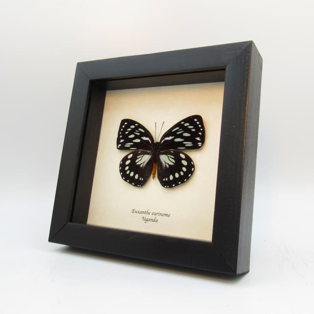 Real framed taxidermy butterfly - Euxanthe eurinome