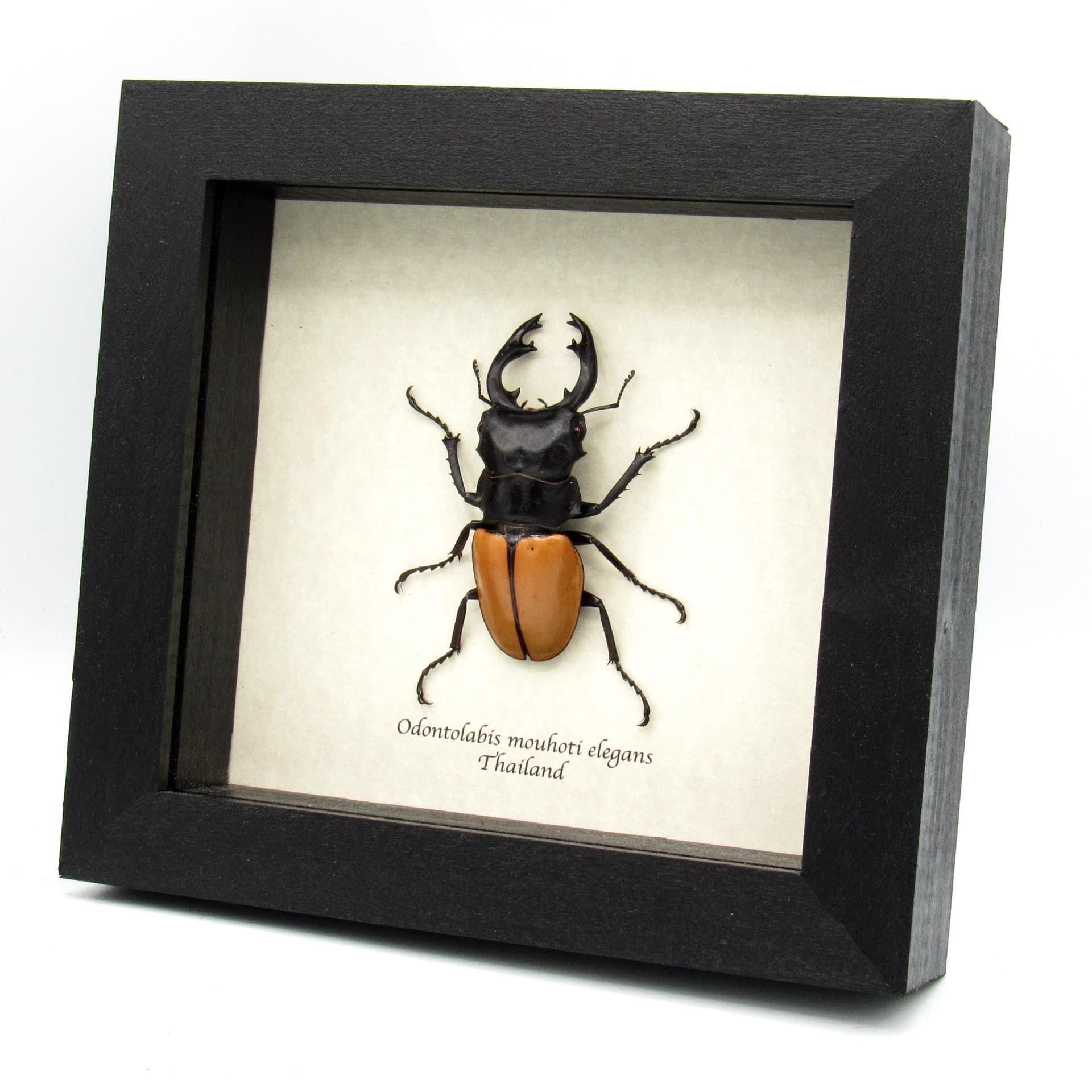Real Stag Beetle framed taxidermy - Odontolabis mouhoti elegans