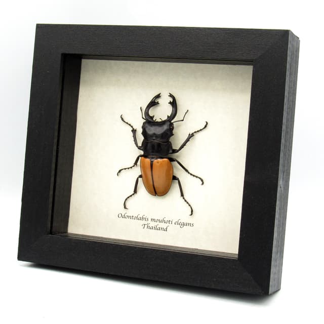 Real Stag Beetle framed taxidermy - Odontolabis mouhoti elegans