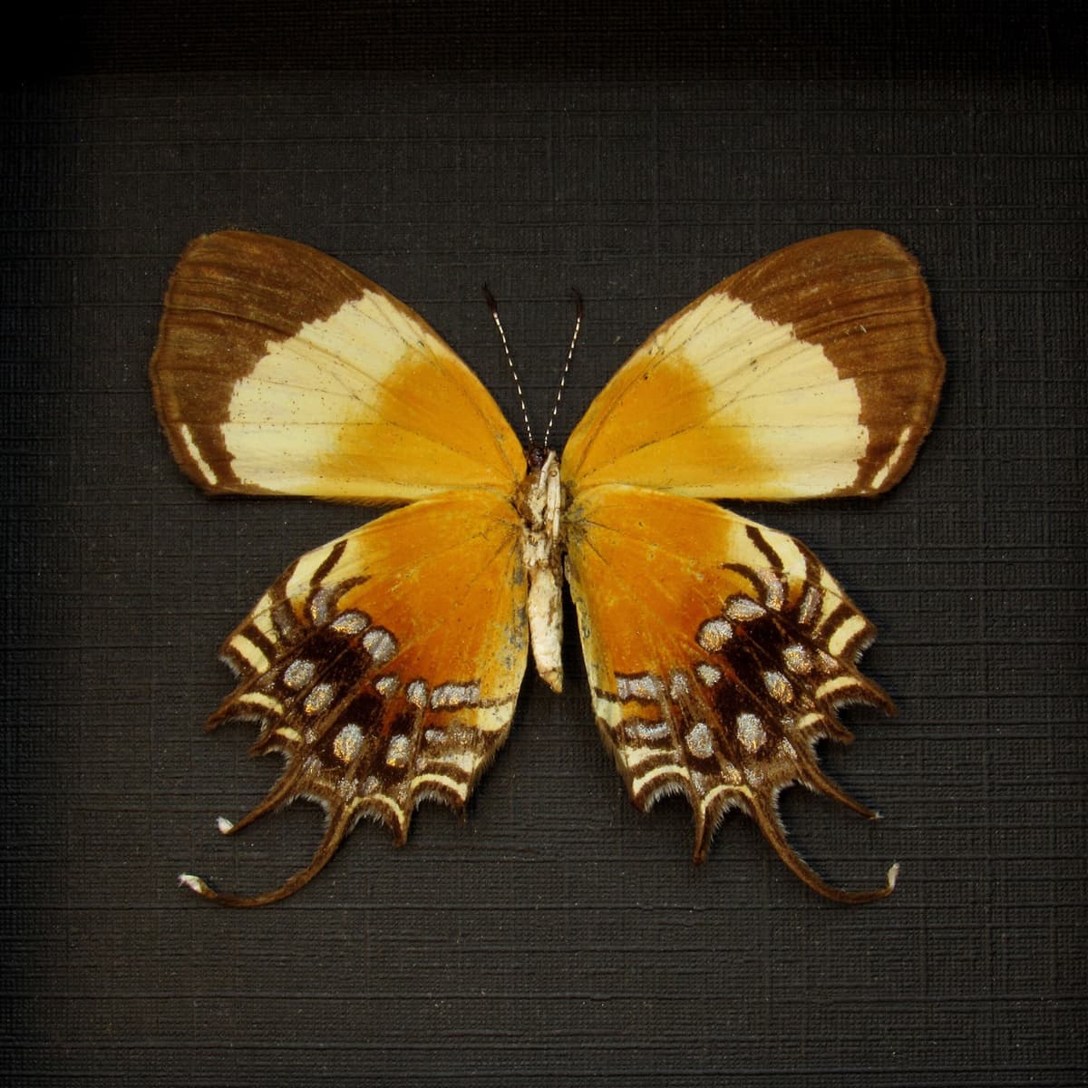 Rare Metalmark butterfly framed taxidermy - Helicopis gnidus