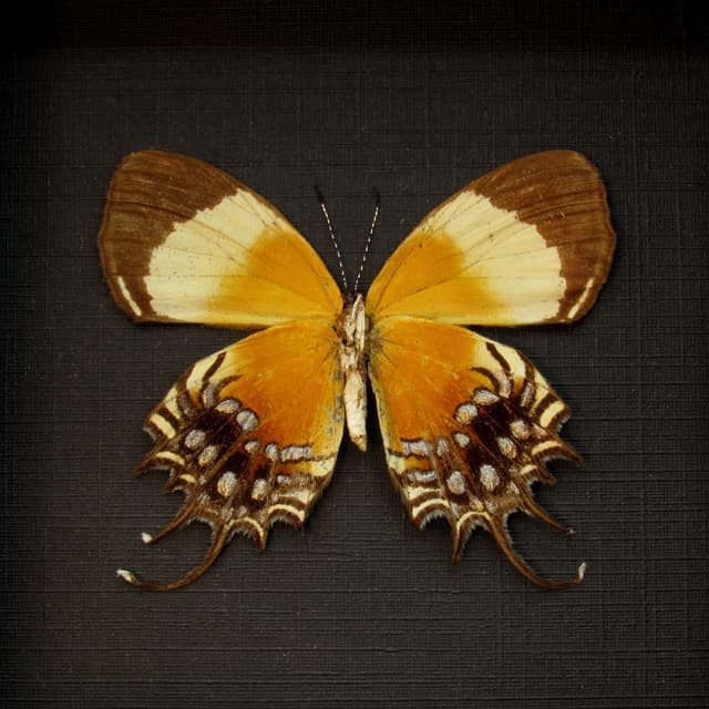 Rare Metalmark butterfly framed taxidermy - Helicopis gnidus