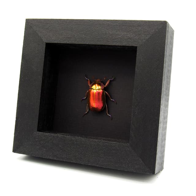 Very rare red and gold Jewel beetle framed taxidermy - Chrysina aurigans - red form