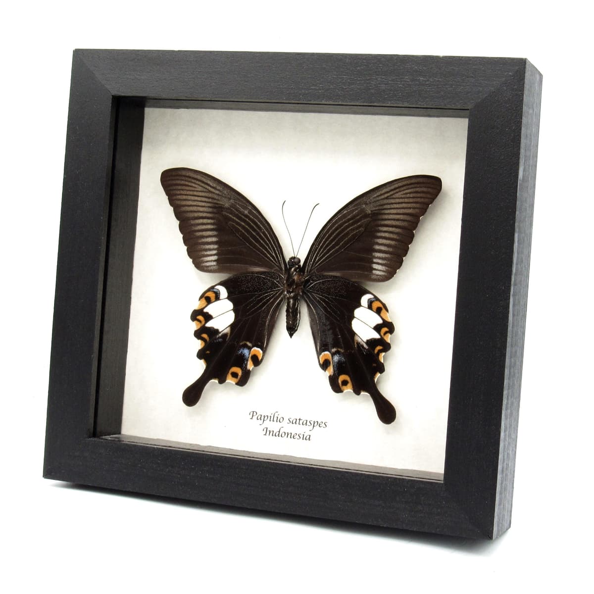 Real large black Swallowtail butterfly framed taxidermy - Papilio sataspes - large female