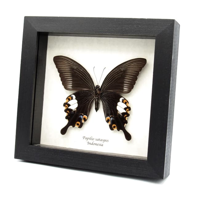 Real large black Swallowtail butterfly framed taxidermy - Papilio sataspes - large female