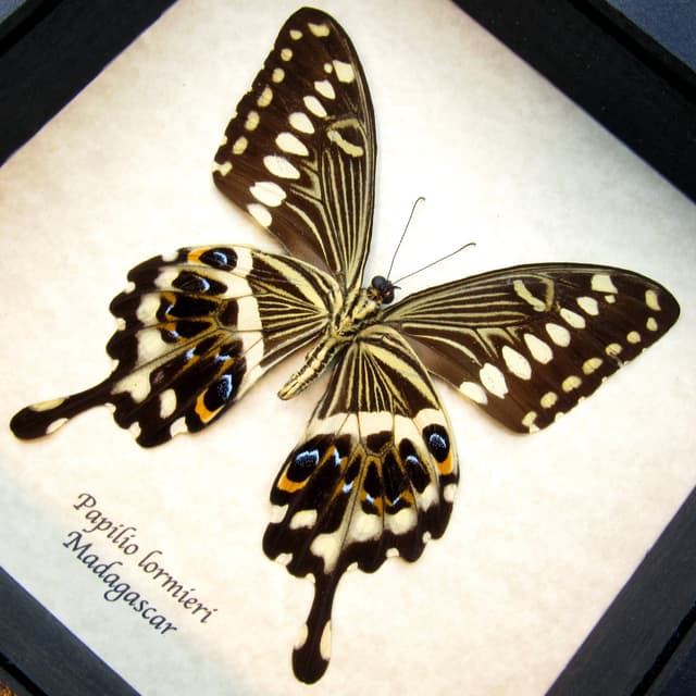 Real butterfly framed taxidermy - Papilio lormieri