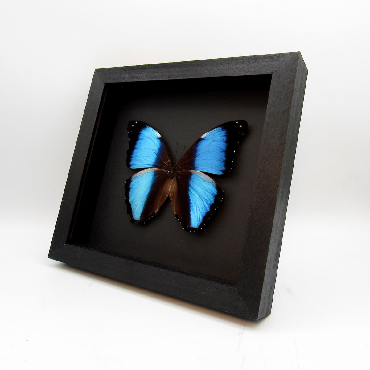 Real metallic blue butterfly framed taxidermy - Morpho deidamia