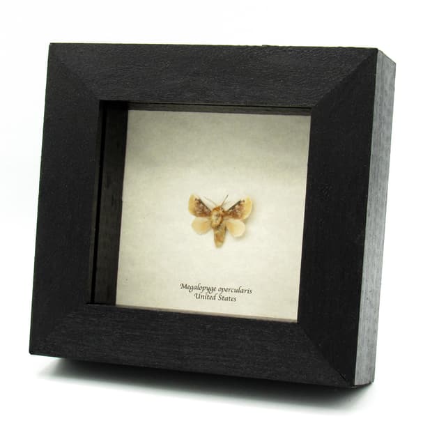 Real tiny Southern Flannel moth framed taxidermy - Megalopyge opercularis