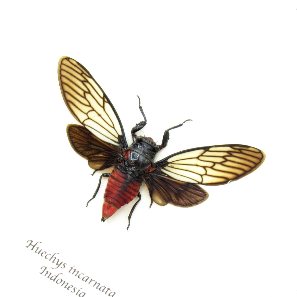 Real Red Devil Cicada framed taxidermy - Huechys incarnata