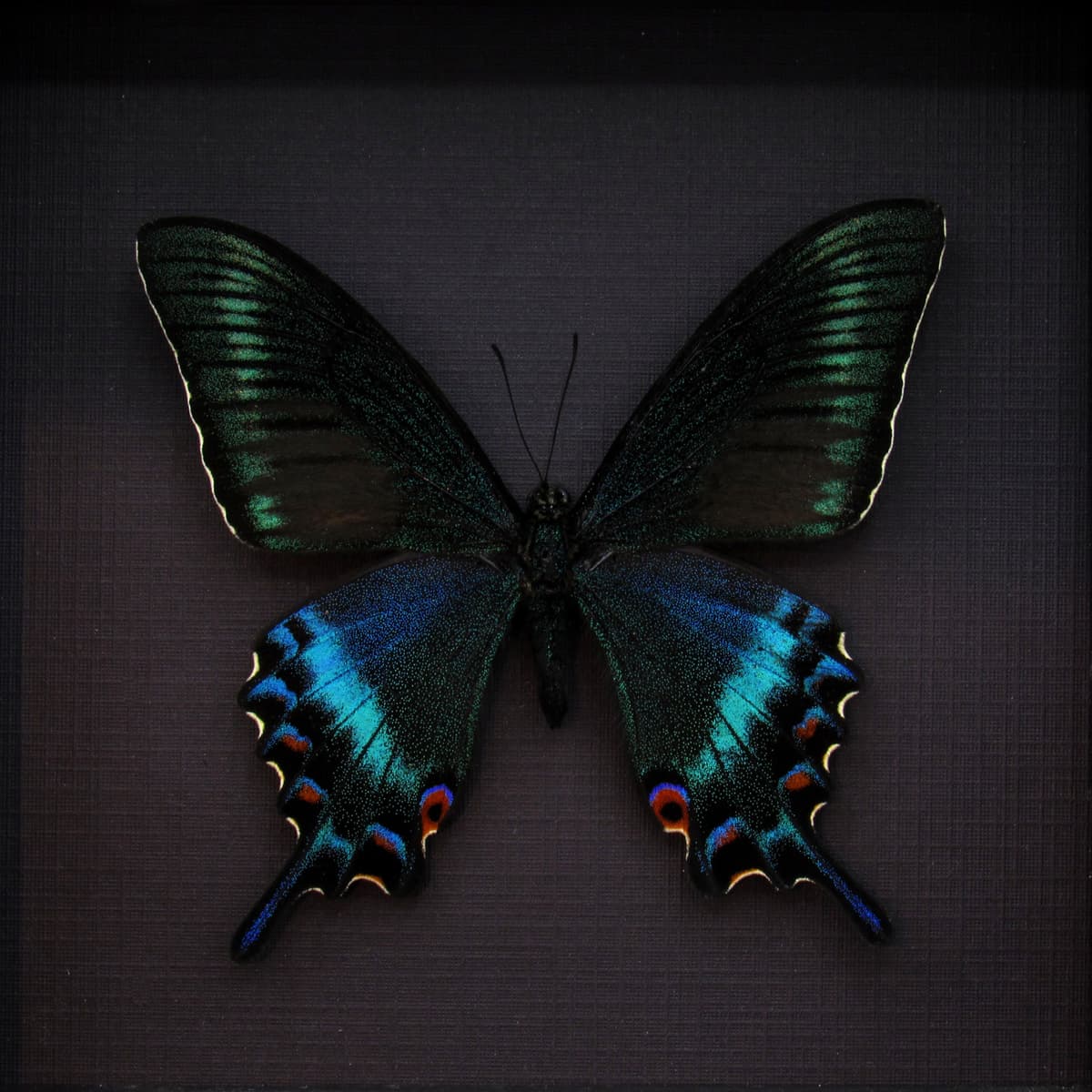 Real Alpine Swallowtail framed taxidermy - Papilio maackii tutanus - spring form