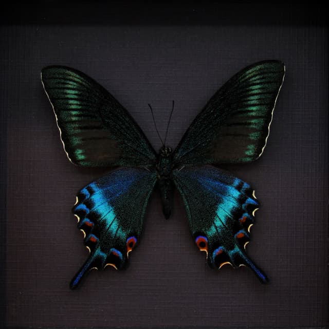 Real Alpine Swallowtail framed taxidermy - Papilio maackii tutanus - spring form