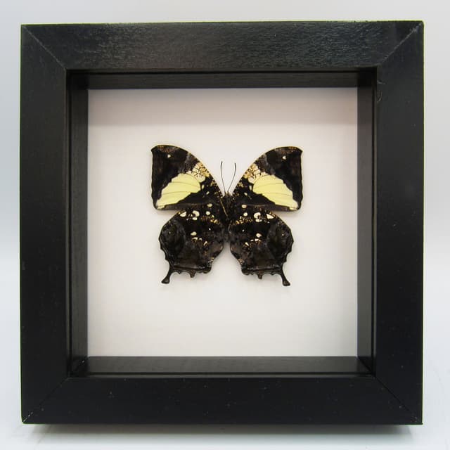 Real metallic butterfly framed taxidermy - Hypna clytemnestra