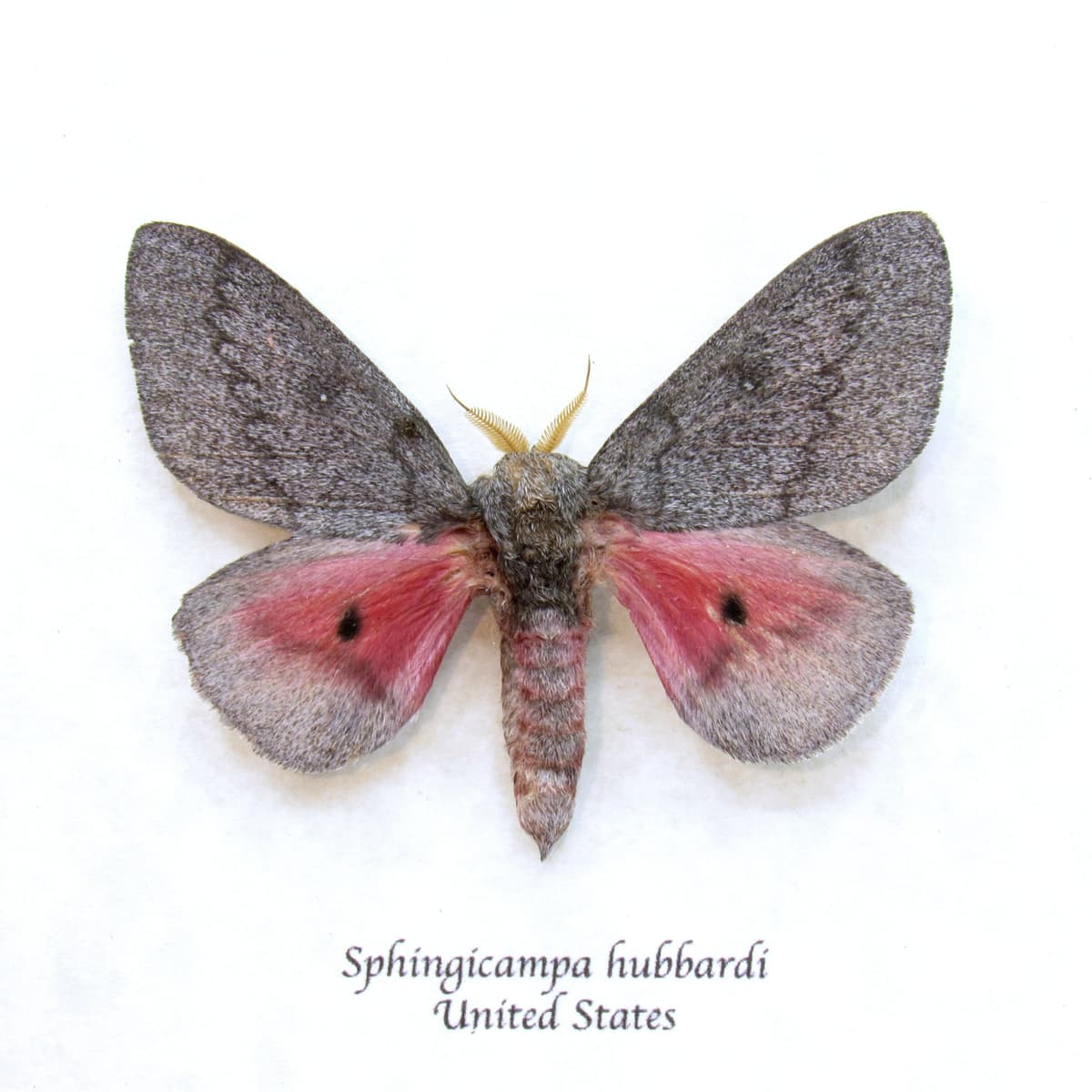 Real pink Saturn moth framed taxidermy - Sphingicampa hubbardi