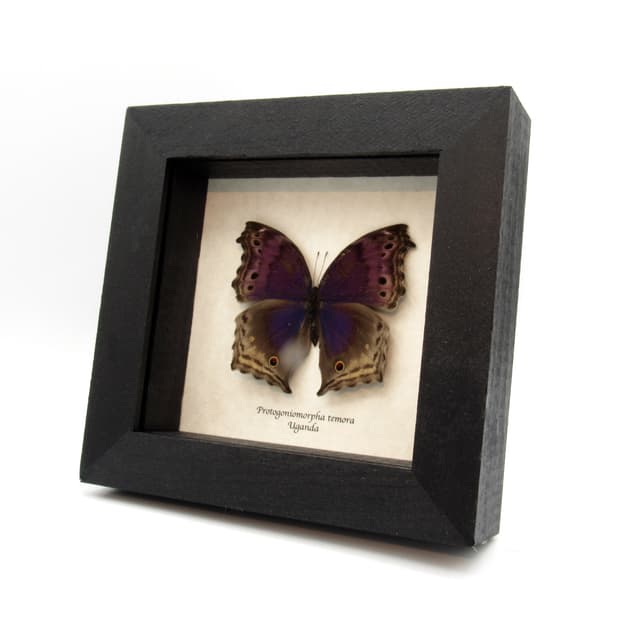 Real Blue Mother of Pearl butterfly framed taxidermy - Protogoniomorpha temora - rare female