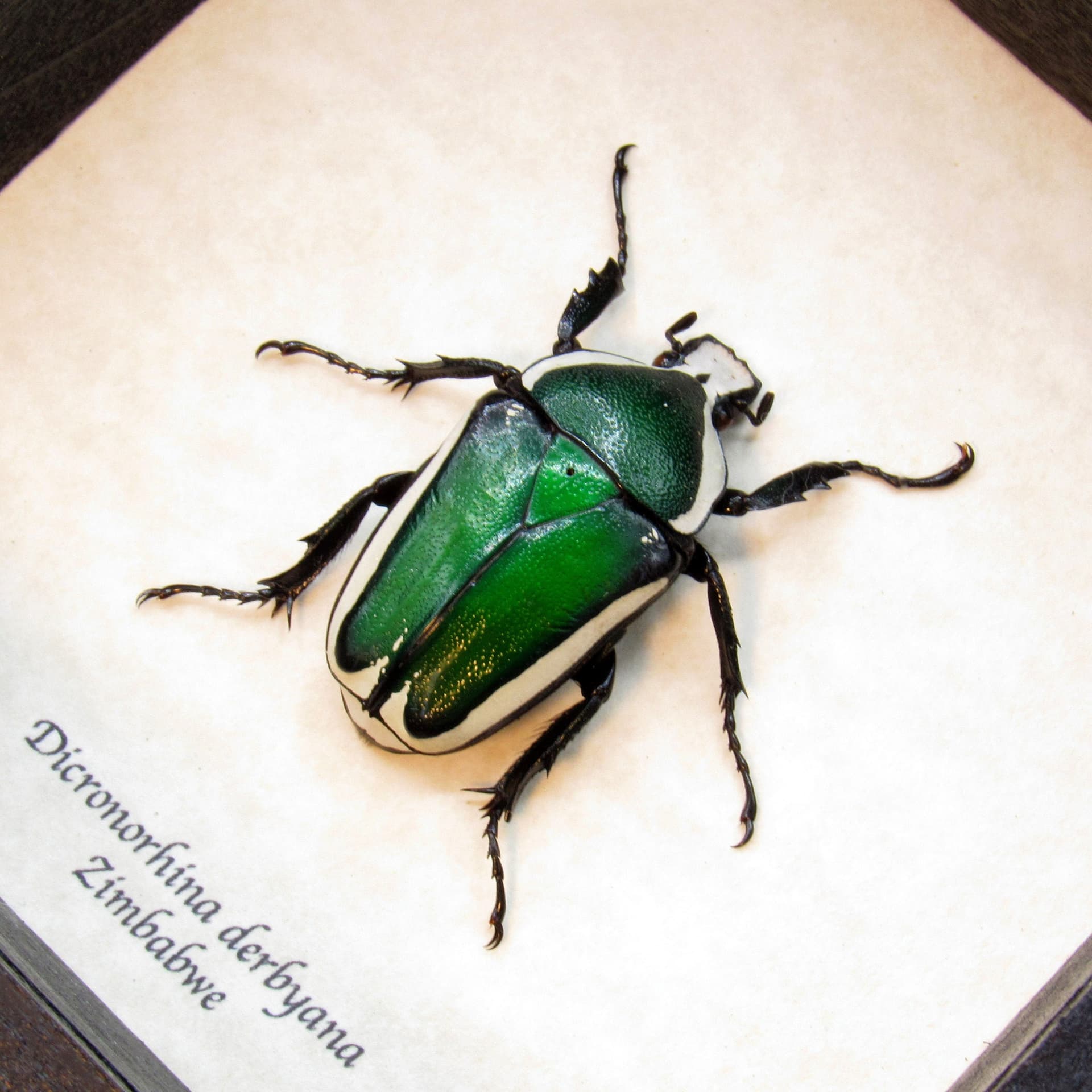 Green metallic Scarab beetle framed taxidermy - Dicronorhina derbyana - female