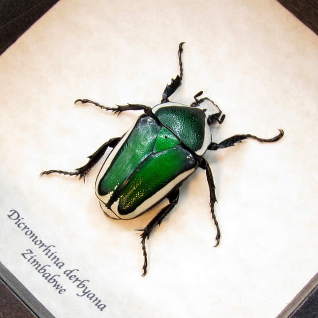 Green metallic Scarab beetle framed taxidermy - Dicronorhina derbyana - female