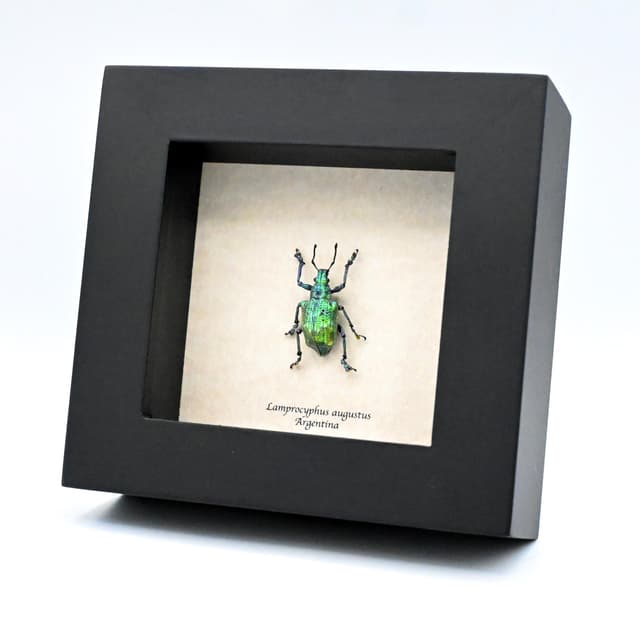 Rare extremely metallic green Weevil beetle framed taxidermy - Lamprocyphus augustus