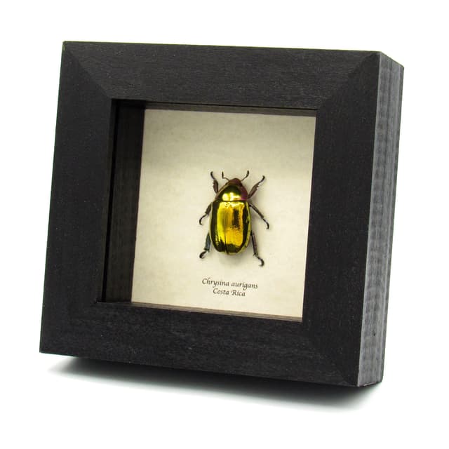 Very rare gold Jewel beetle framed taxidermy - Chrysina aurigans
