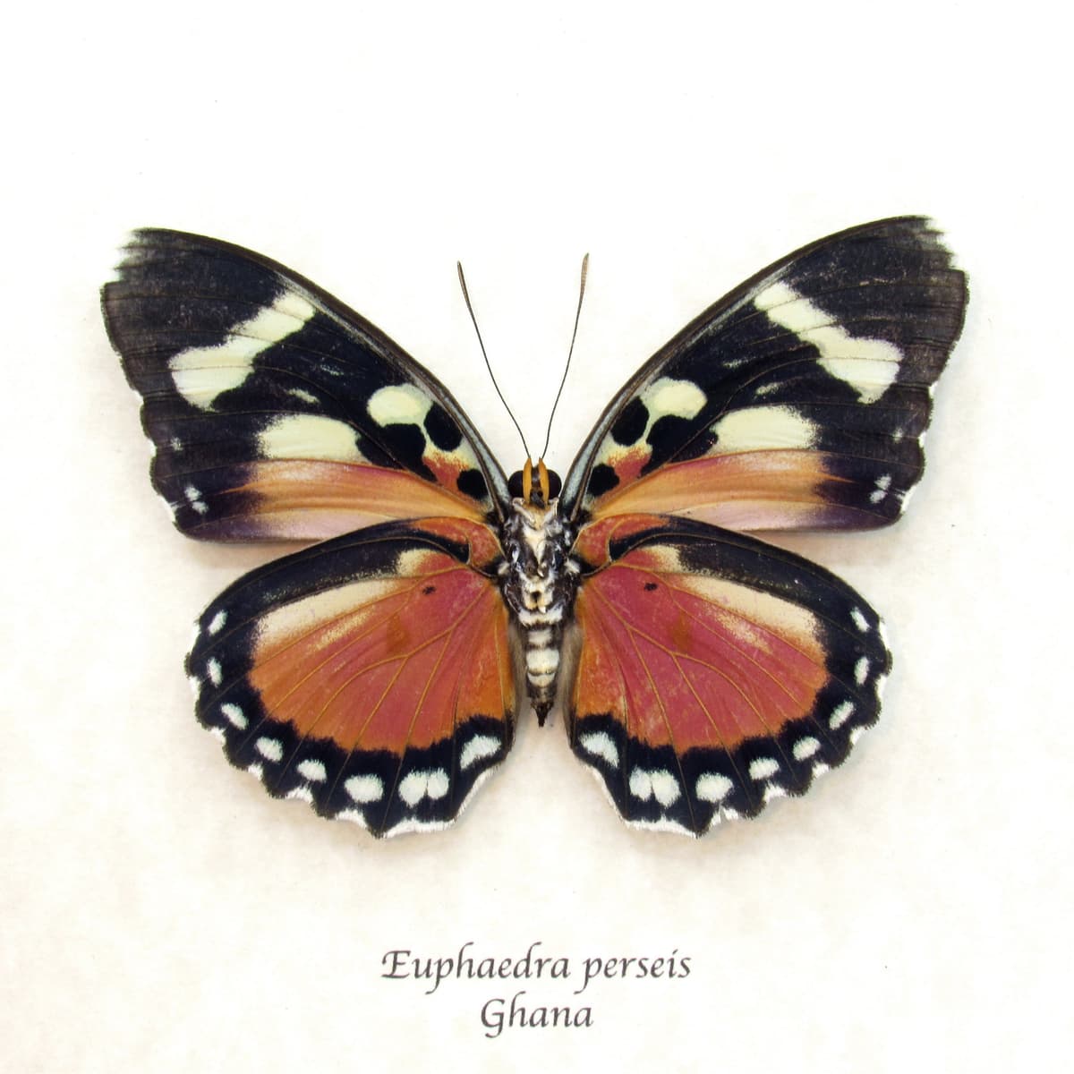 Rare Perseis Mimic Forester butterfly framed taxidermy - Euphaedra perseis - large female