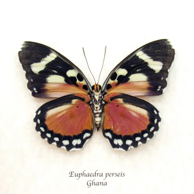 Rare Perseis Mimic Forester butterfly framed taxidermy - Euphaedra perseis - large female