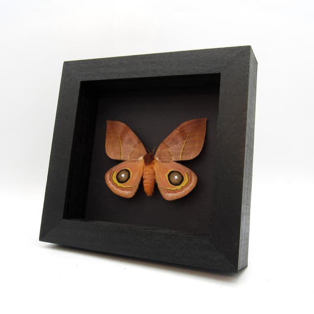 Real Peach Desert Saturn moth framed taxidermy - Automeris oaxacensis - female